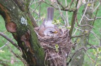 /album/fotogaleria/hniezdo-jpg/